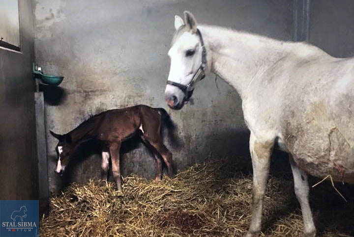 Afwijzen Vergemakkelijken Boren Stal Sibma, manege en verkoop van friese paarden - Twee gezonde veulens  geboren binnen 24 uur