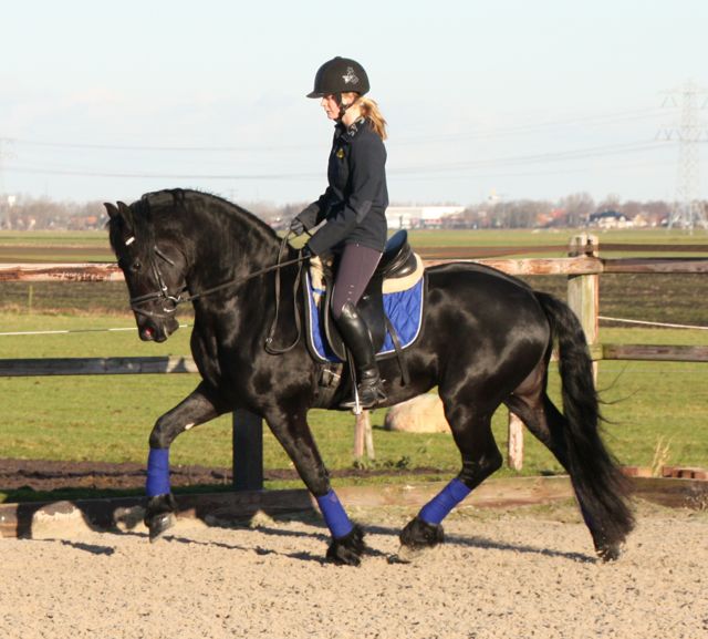 Friesian horse for sale Rimmer