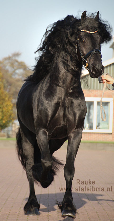 Faculteit Luik St Friesian horses for sale and equestrian centre Sibma - **SOLD** Fantastic  stallion Rauke fan it Alddjip