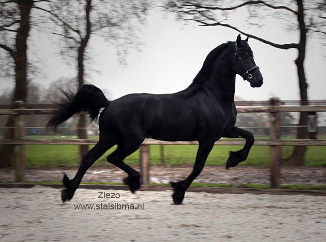 Hollywood Gewoon doen verdediging Friesian horses for sale and equestrian centre Sibma - **SOLD** Long legged  stallion Ziezo fan Friesburg